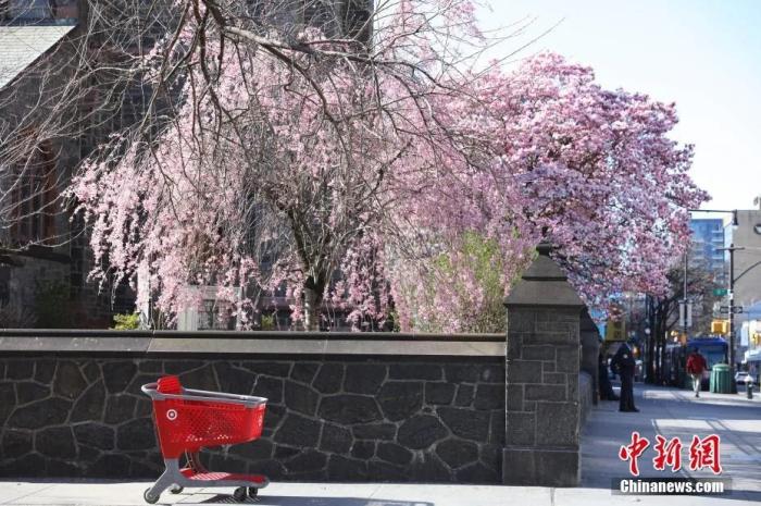 当地时间4月6日,纽约法拉盛华人社区,缅街路旁樱花盛开。 当地时间4月6日,纽约法拉盛华人社区,缅街路旁樱花盛开。
