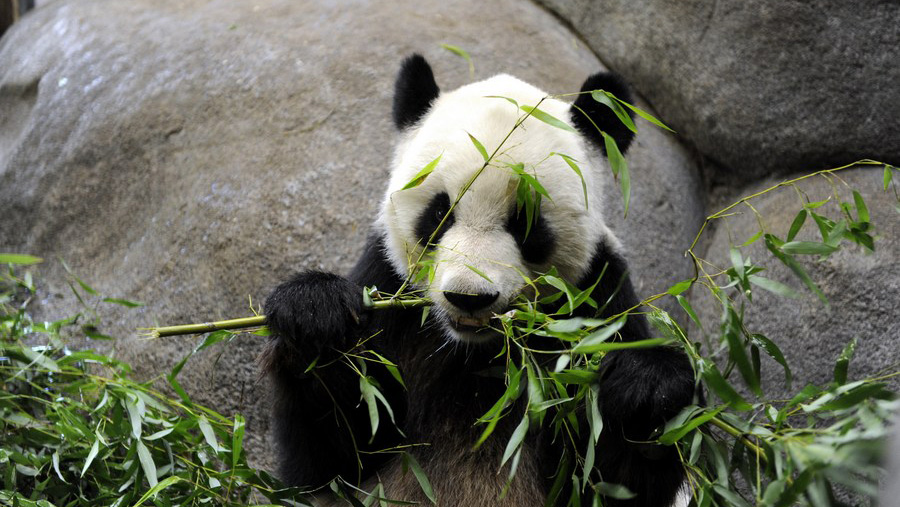 Remarks by Spokesperson of the Chinese Embassy in the U.S. on the Passing of Giant Panda Le Le