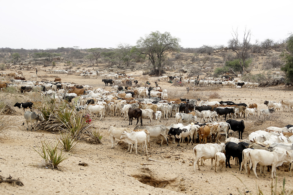 Kenya loses 2.61 million livestock to drought
