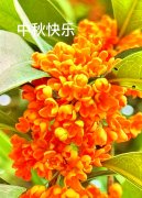 徐敏祝您中秋快乐