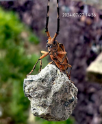 从浙江奉化甲岙白