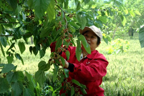一棵小桑树结出“